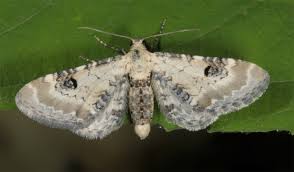 Attēlu rezultāti vaicājumam “Eupithecia centaureata”