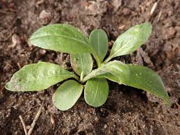 Attēlu rezultāti vaicājumam “Centaurea scabiosa leaf”
