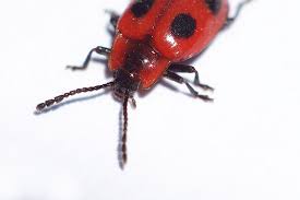 Attēlu rezultāti vaicājumam “Endomychus coccineus”