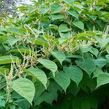 Attēlu rezultāti vaicājumam “Reynoutria sachalinensis fruit”