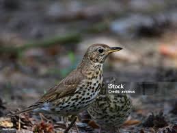 Attēlu rezultāti vaicājumam “Turdus philomelos juvenile”