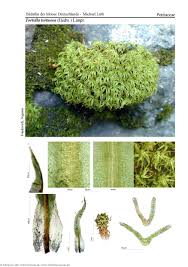 Attēlu rezultāti vaicājumam “Tortella tortuosa”