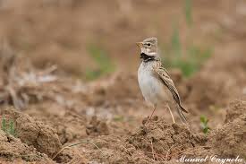 Image result for Melanocorypha calandra