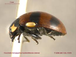 Attēlu rezultāti vaicājumam “Coccinella hieroglyphica”