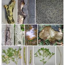 Attēlu rezultāti vaicājumam “Biscogniauxia granmoi”