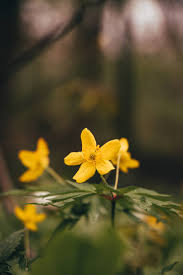 Attēlu rezultāti vaicājumam “Anemone ranunculoides flower”