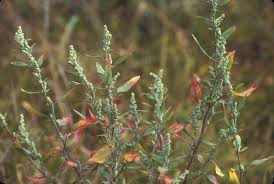 Attēlu rezultāti vaicājumam “Chenopodium album flower”
