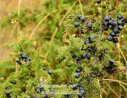 Attēlu rezultāti vaicājumam “Juniperus communis fruit”