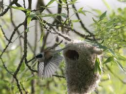 Attēlu rezultāti vaicājumam “Remiz pendulinus nest”