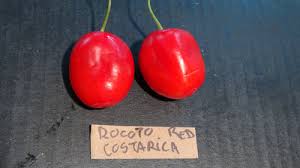 Afbeeldingsresultaat voor red rocoto hot pepper
