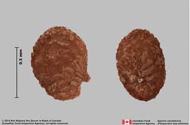 Attēlu rezultāti vaicājumam “Nicotiana tabacum fruit”