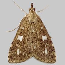 Attēlu rezultāti vaicājumam “Udea olivalis”