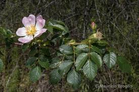 Attēlu rezultāti vaicājumam “Rosa subcanina”