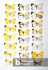 Attēlu rezultāti vaicājumam “Pieridae”