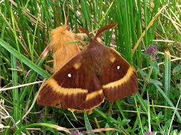 Attēlu rezultāti vaicājumam “Lasiocampa quercus”