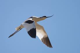 Attēlu rezultāti vaicājumam “Recurvirostra avosetta”