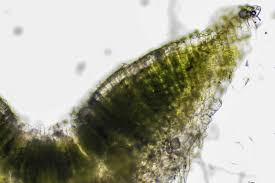 Attēlu rezultāti vaicājumam “Riccia sorocarpa macro”