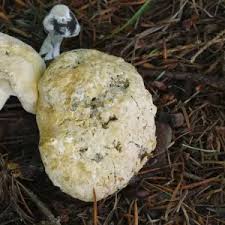 Attēlu rezultāti vaicājumam “Hypomyces chrysospermus”