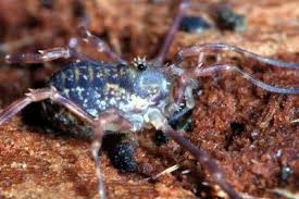 Attēlu rezultāti vaicājumam “Lophopilio palpinalis”