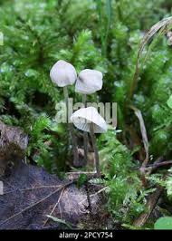 Attēlu rezultāti vaicājumam “Mycena filopes”