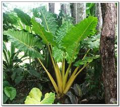 Attēlu rezultāti vaicājumam “Lycogala persicum macro”