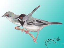 Image result for Sylvia rueppelli