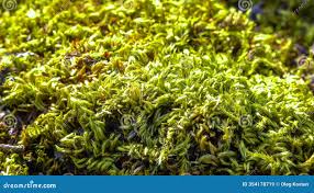 Attēlu rezultāti vaicājumam “Brachythecium salebrosum”