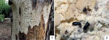 Attēlu rezultāti vaicājumam “Antrodia xantha”