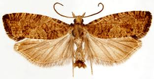 Attēlu rezultāti vaicājumam “Epinotia sordidana”