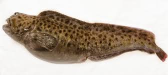 Image result for Anarhichas minor