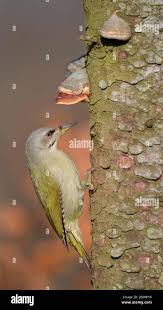 Attēlu rezultāti vaicājumam “Picus canus female”