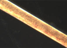 Image result for schamhaar