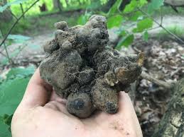 Attēlu rezultāti vaicājumam “Polyporus umbellatus”