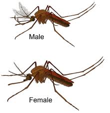 Attēlu rezultāti vaicājumam “Culex pipiens female”