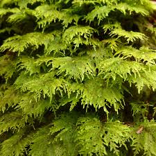Attēlu rezultāti vaicājumam “Hylocomium splendens sporophyte”