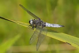 Attēlu rezultāti vaicājumam “Libellula fulva male”