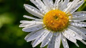 Attēlu rezultāti vaicājumam “Leucanthemum vulgare flower”