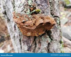 Attēlu rezultāti vaicājumam “Phellinus chrysoloma”