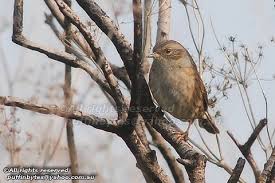 Attēlu rezultāti vaicājumam “Prunella modularis”
