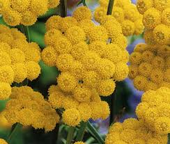 Image result for Ageratum mexicanum