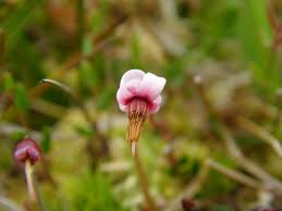 Attēlu rezultāti vaicājumam “Oxycoccus flower”