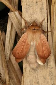 Attēlu rezultāti vaicājumam “Mythimna flammea”