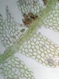 Attēlu rezultāti vaicājumam “Lophocolea minor macro”