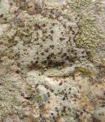 Attēlu rezultāti vaicājumam “Trapelia coarctata”