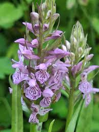 Attēlu rezultāti vaicājumam “Dactylorhiza maculata”