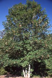 Attēlu rezultāti vaicājumam “Acer pseudoplatanus”