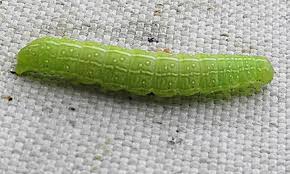 Attēlu rezultāti vaicājumam “Cosmia pyralina”