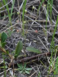 Attēlu rezultāti vaicājumam “Androsace septentrionalis”