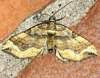 Attēlu rezultāti vaicājumam “Pelurga comitata”