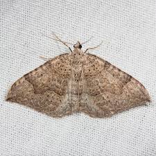 Attēlu rezultāti vaicājumam “Geometridae”